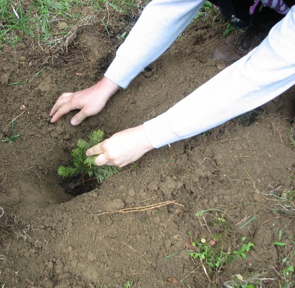 Re copacei 2012 Blog Dacris